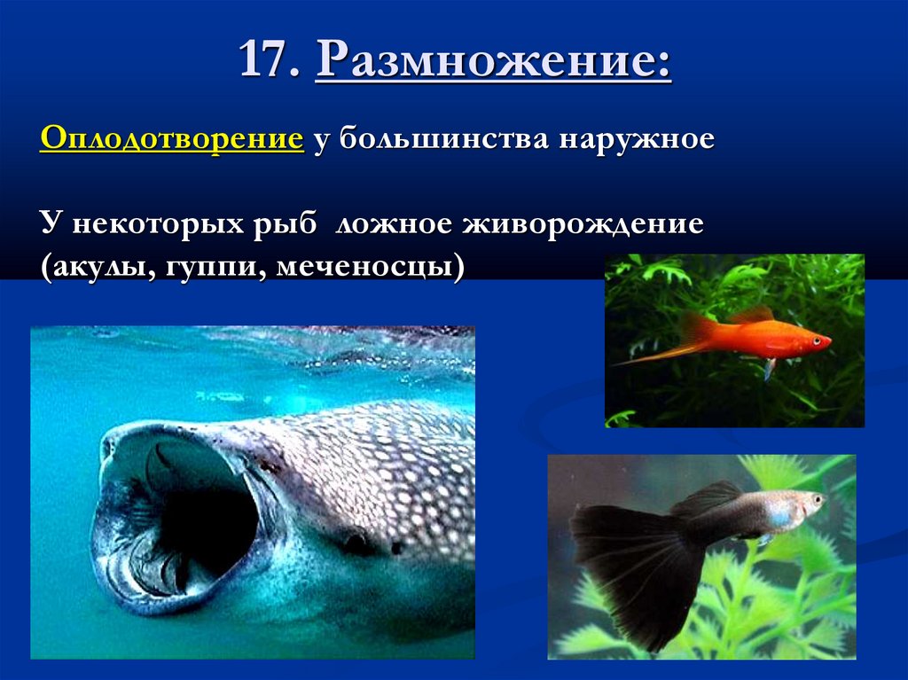 17. Размножение: