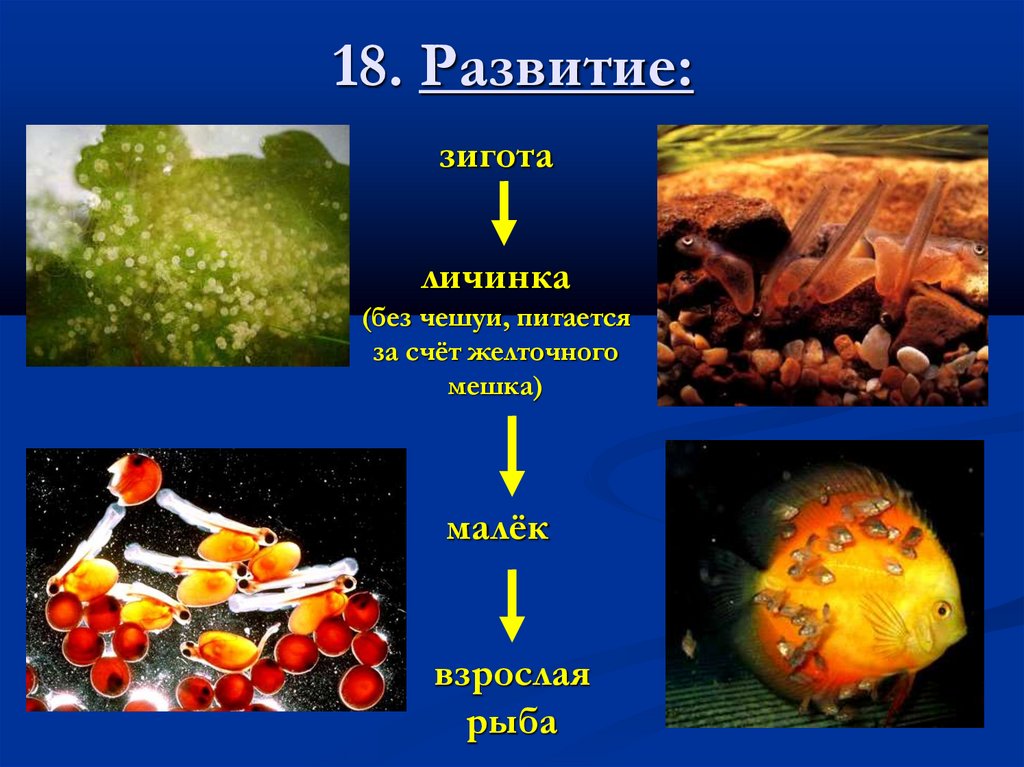 18. Развитие: