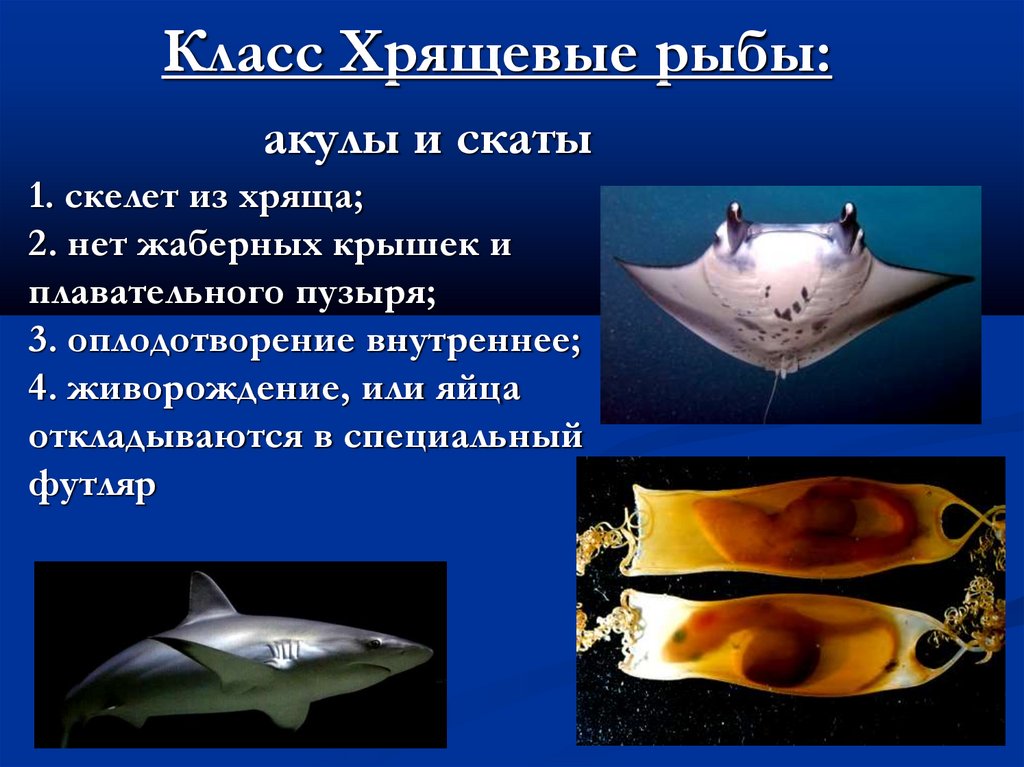 Класс Хрящевые рыбы: