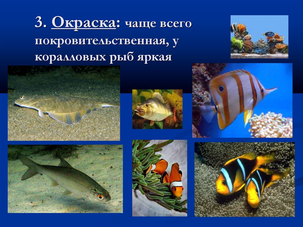 3. Окраска: чаще всего покровительственная, у коралловых рыб яркая