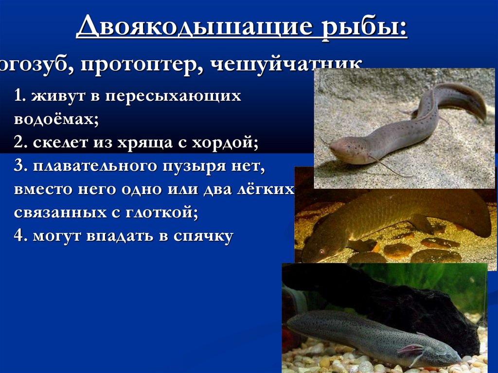 Двоякодышащие рыбы: