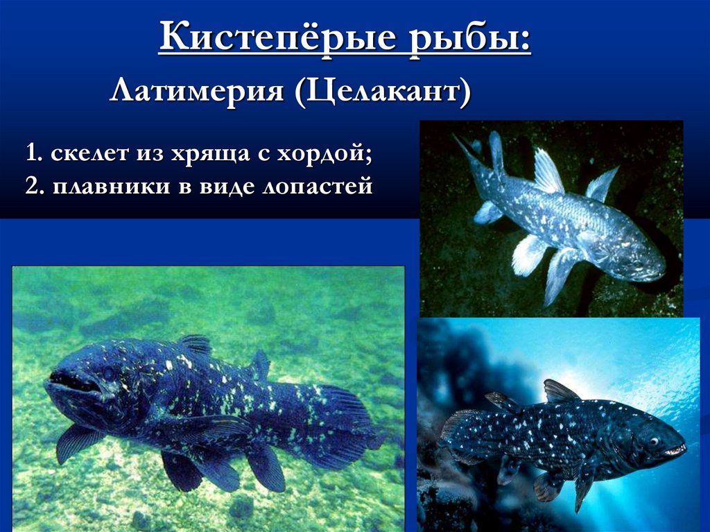 Кистепёрые рыбы: