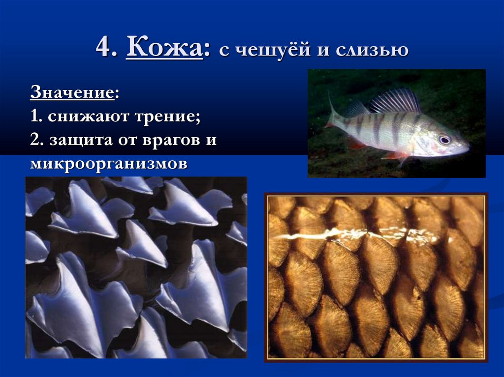 4. Кожа: с чешуёй и слизью