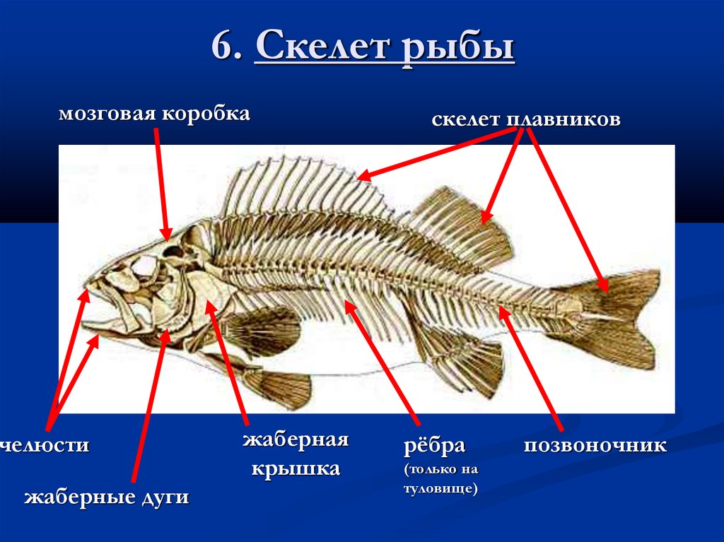 6. Скелет рыбы