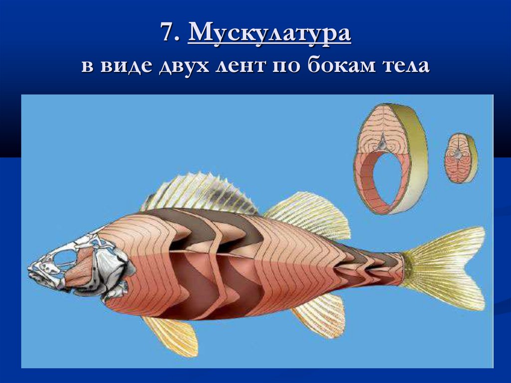 7. Мускулатура в виде двух лент по бокам тела