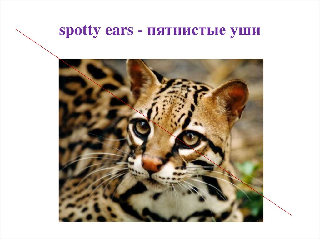 spotty ears - пятнистые уши