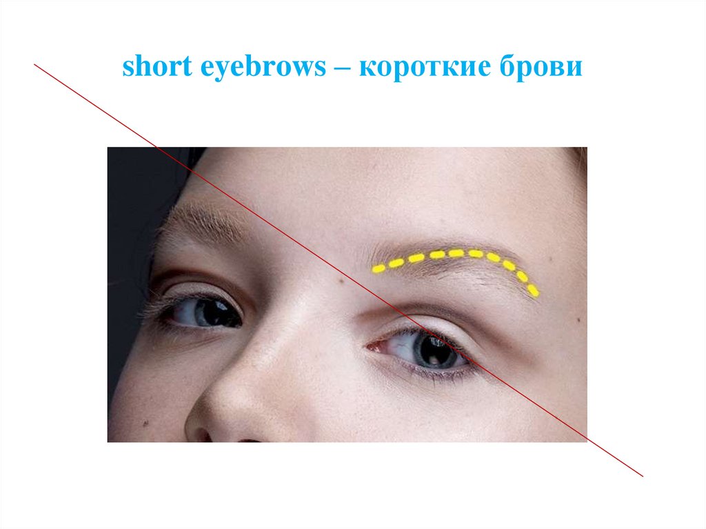 short eyebrows – короткие брови