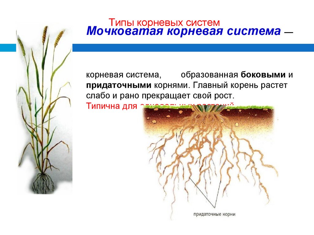 Мочковатая корневая система — корневая система, образованная боковыми и придаточными корнями. Главный корень растет слабо и