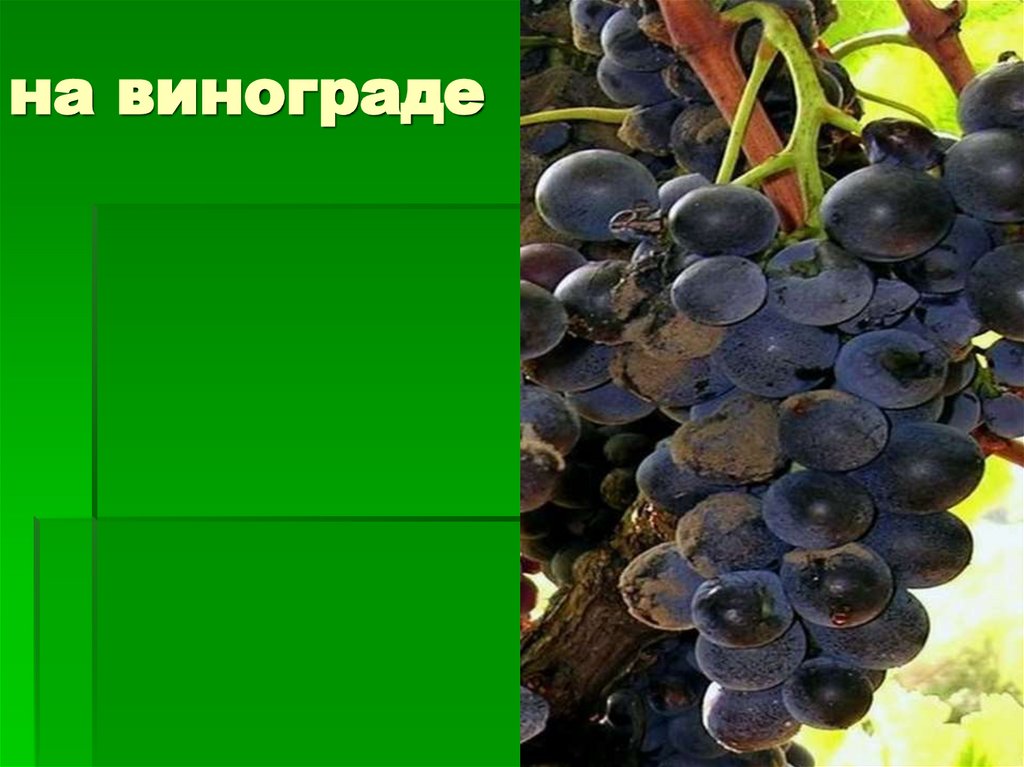 на винограде
