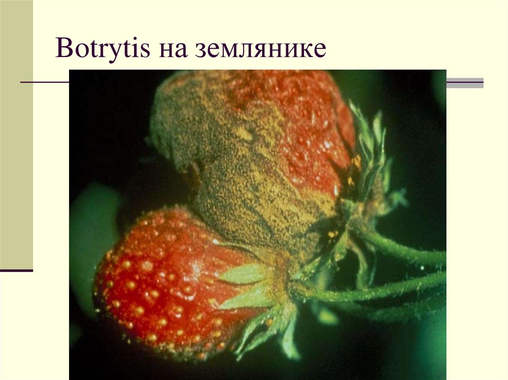 Botrytis на землянике