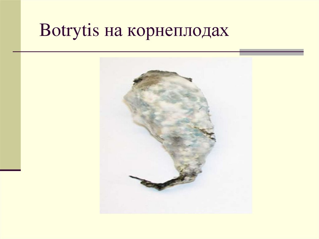 Botrytis на корнеплодах