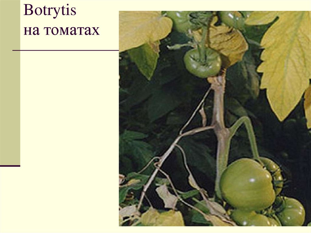 Botrytis на томатах