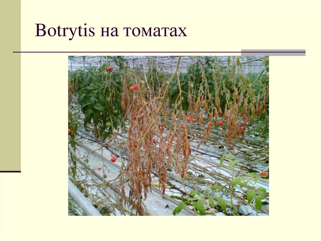 Botrytis на томатах