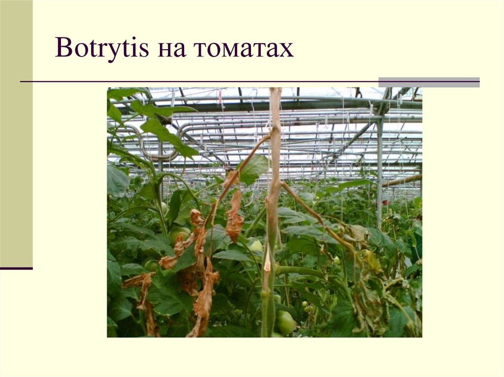 Botrytis на томатах