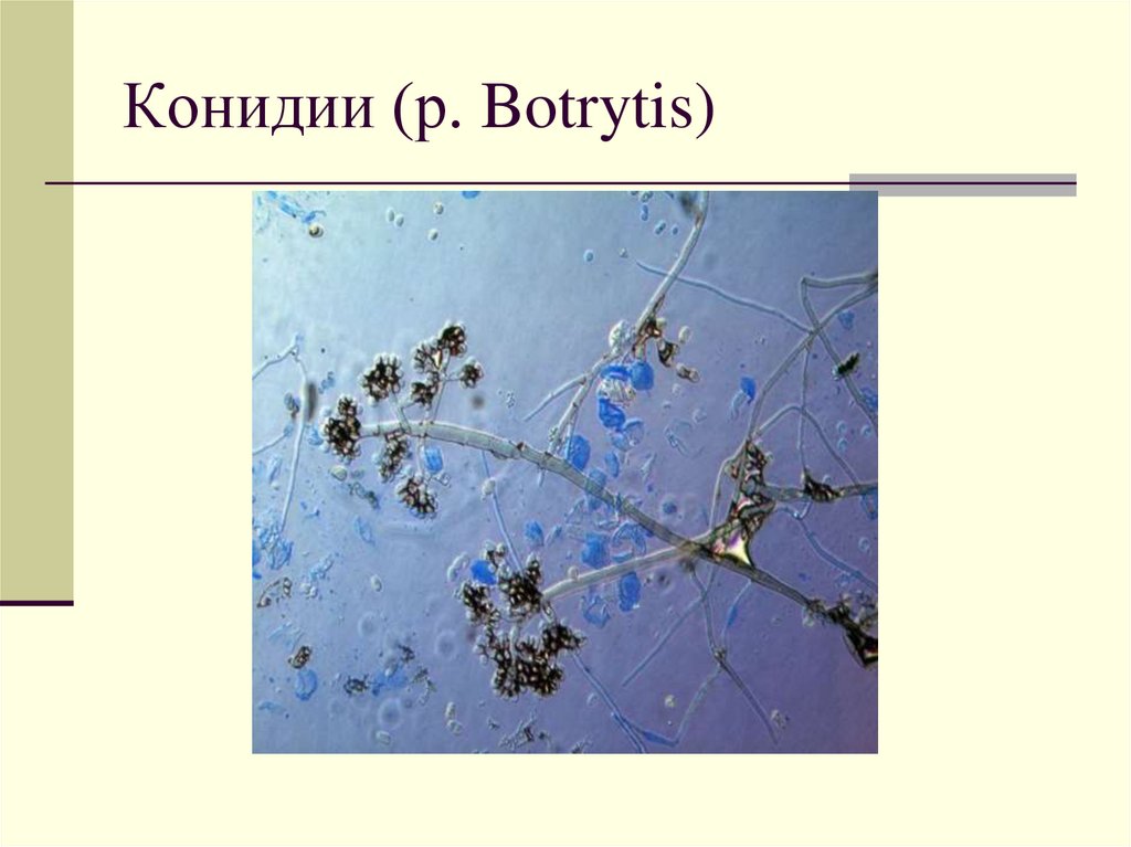 Конидии (р. Botrytis)