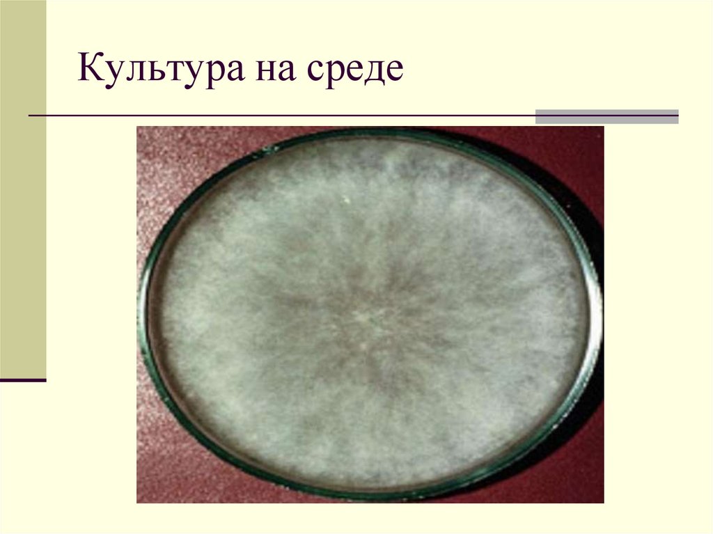 Культура на среде