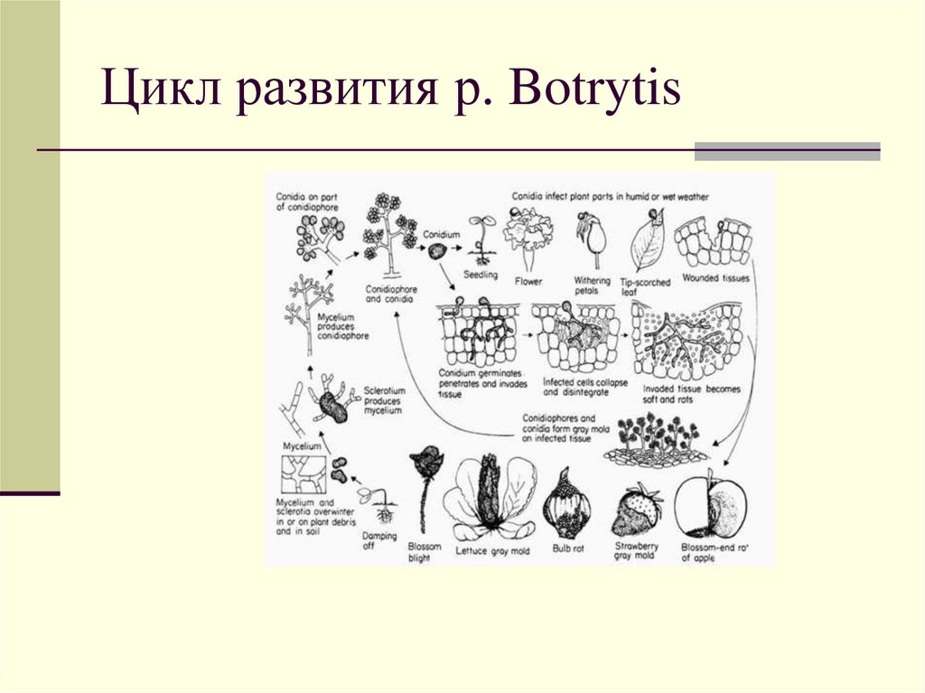 Цикл развития р. Botrytis