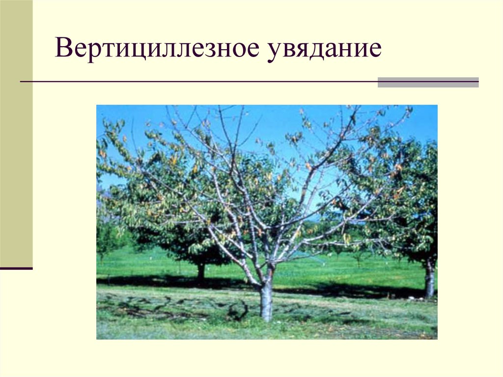 Вертициллезное увядание