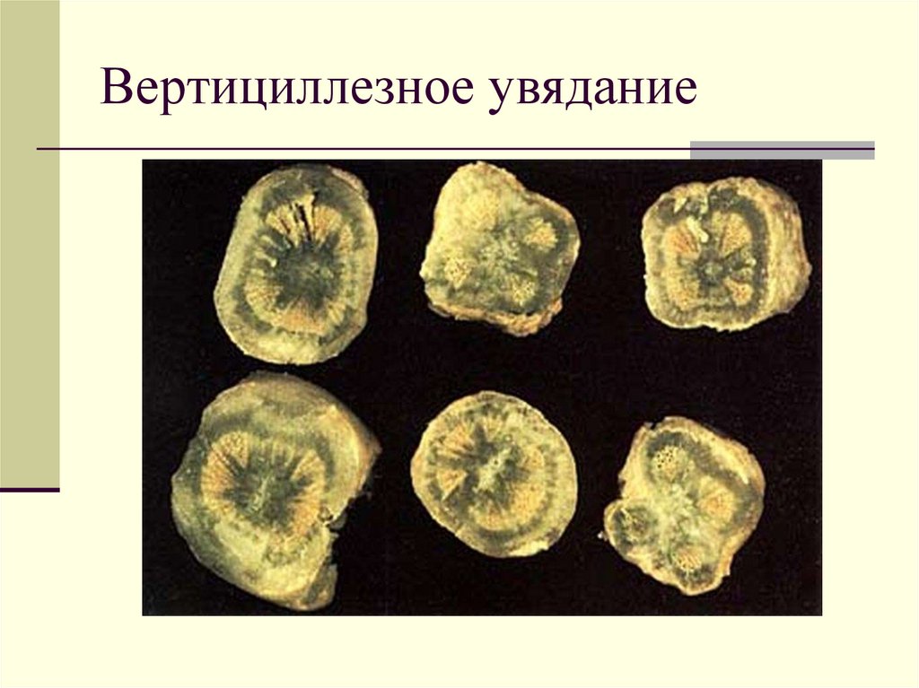 Вертициллезное увядание