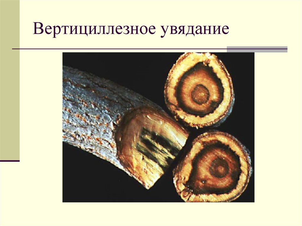 Вертициллезное увядание