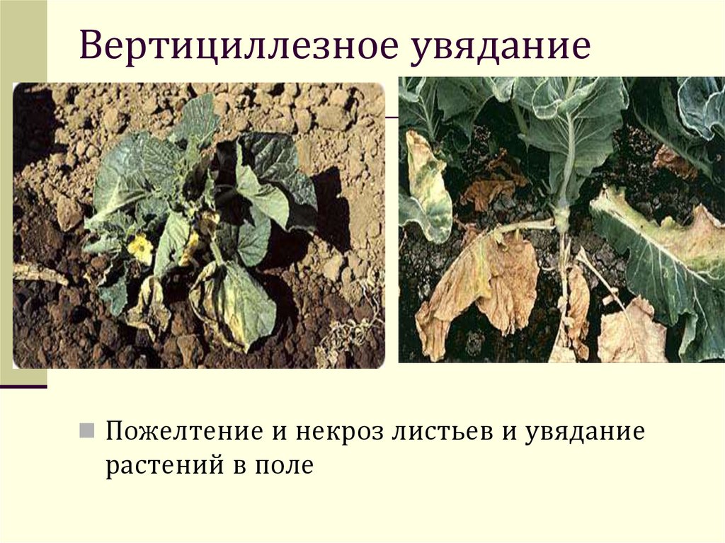 Вертициллезное увядание