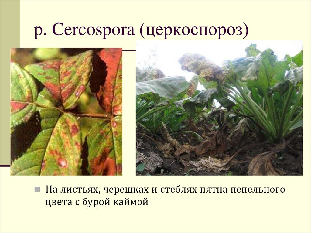 р. Cercospora (церкоспороз)