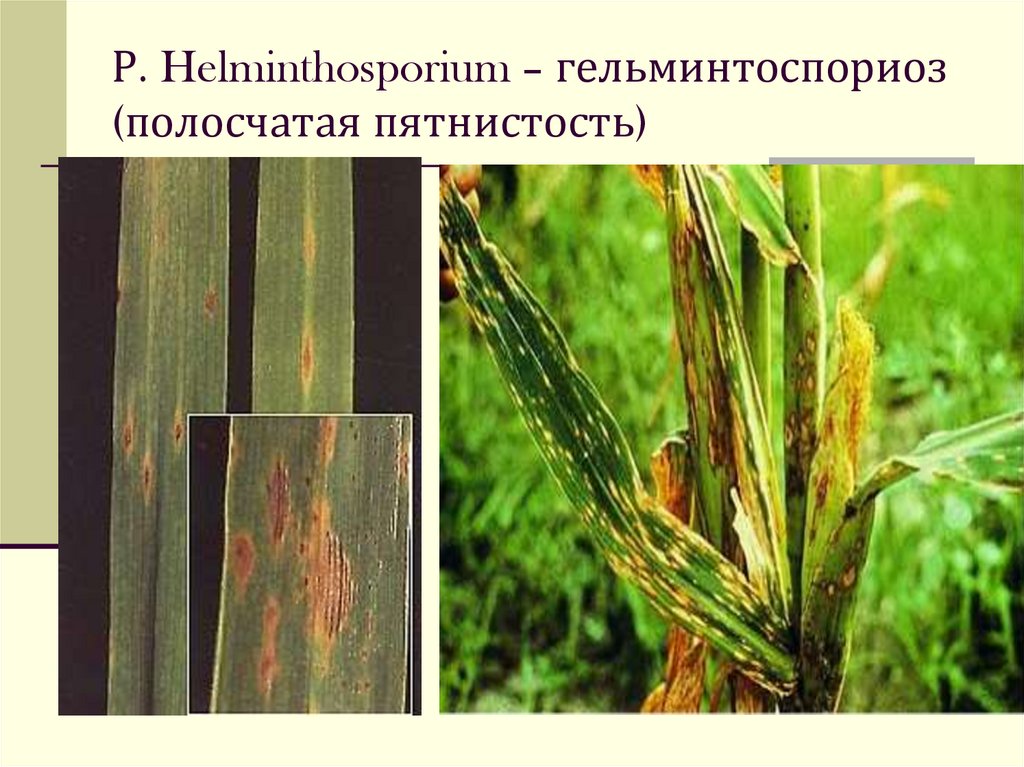 Р. Helminthosporium – гельминтоспориоз (полосчатая пятнистость)