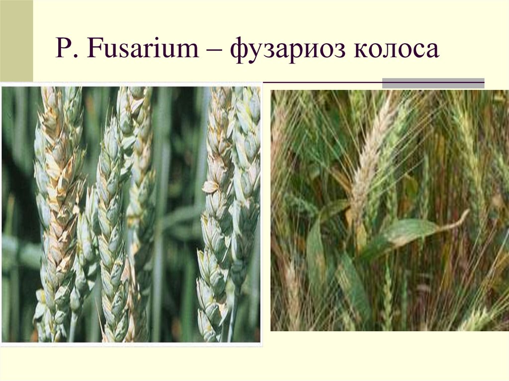 Р. Fusarium – фузариоз колоса