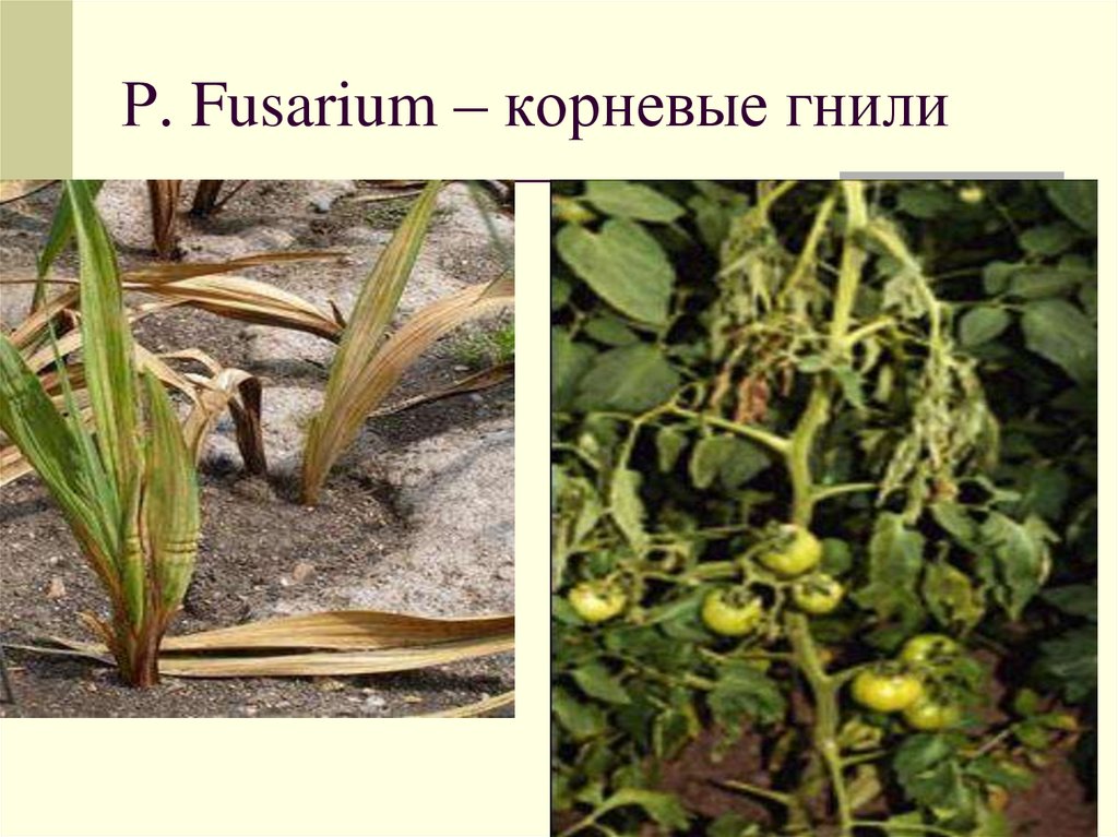 Р. Fusarium – корневые гнили