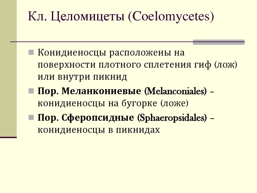 Кл. Целомицеты (Coelomycetes)