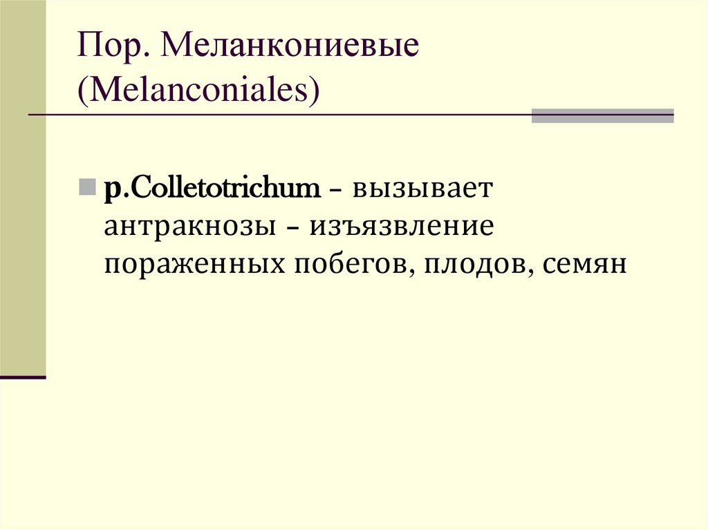 Пор. Меланкониевые (Melanconiales)