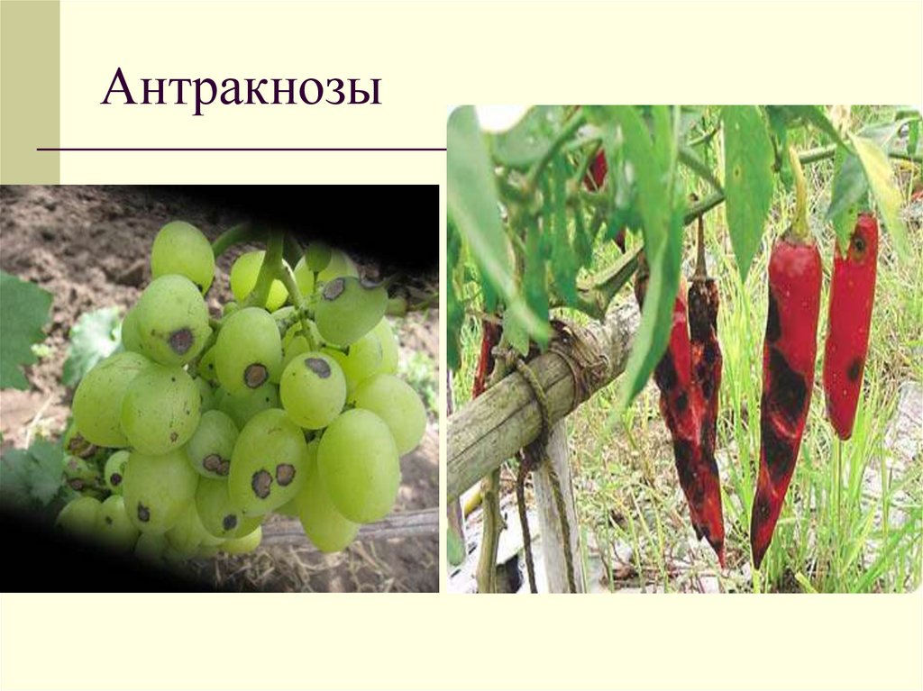 Антракнозы