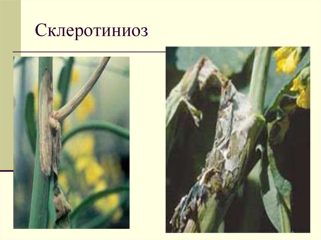 Склеротиниоз