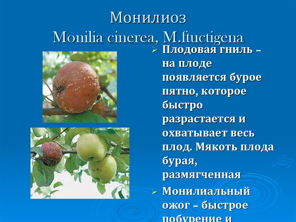 Монилиоз Monilia cinerea, M.ftuctigena