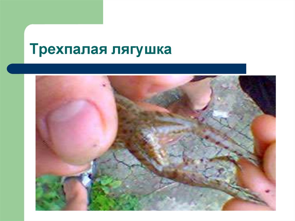 Трехпалая лягушка