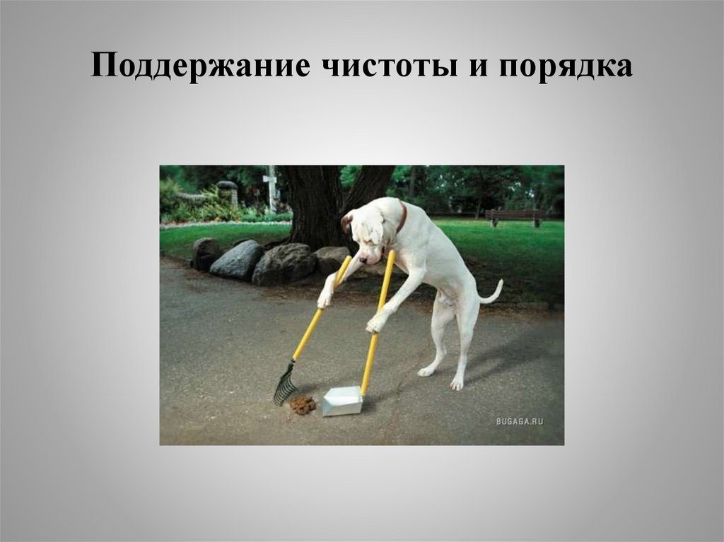 Поддержание чистоты и порядка