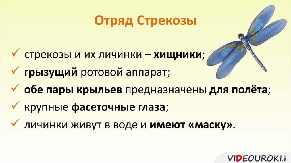 Отряд Стрекозы