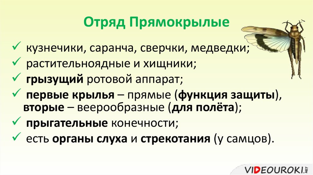 Отряд Прямокрылые