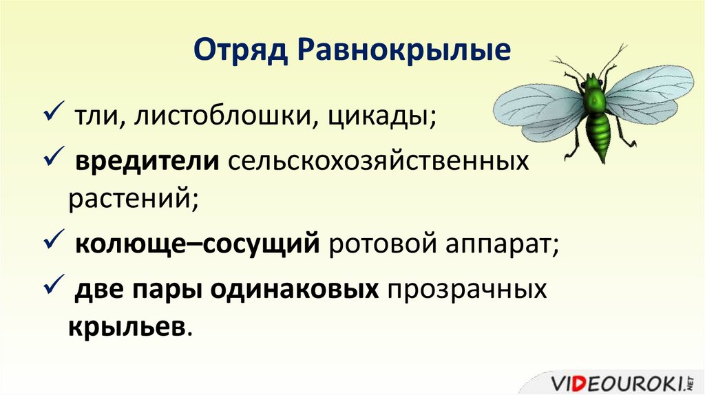 Отряд Равнокрылые
