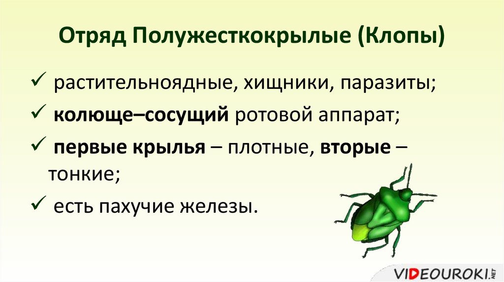 Отряд Полужесткокрылые (Клопы)