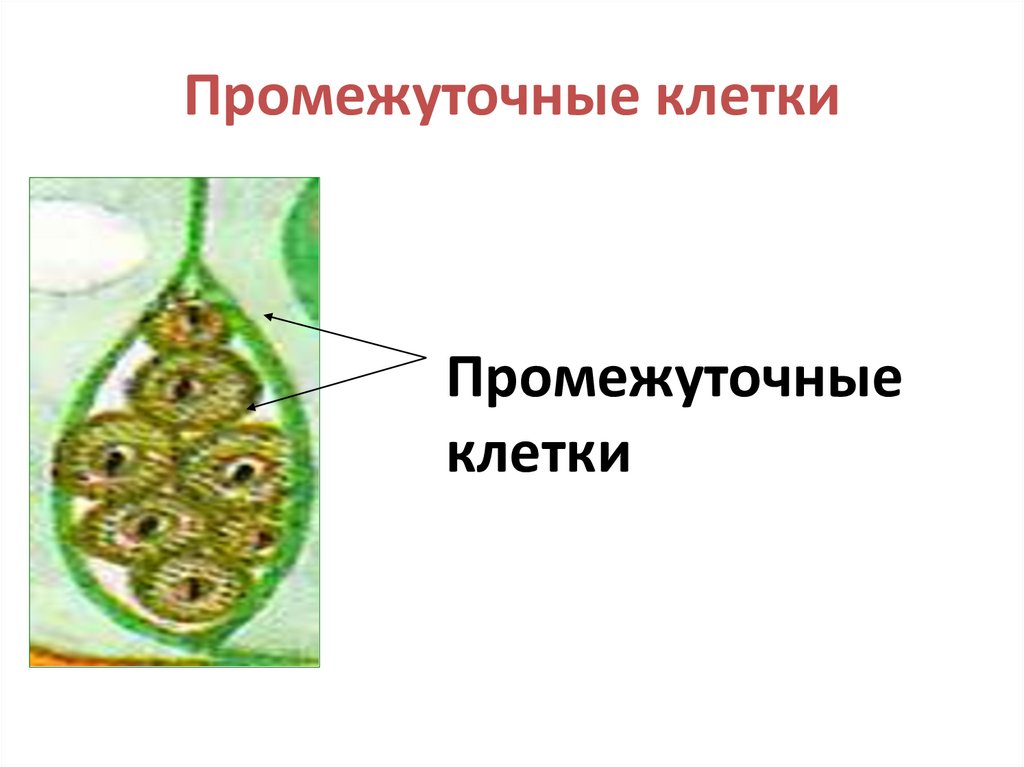 Промежуточные клетки