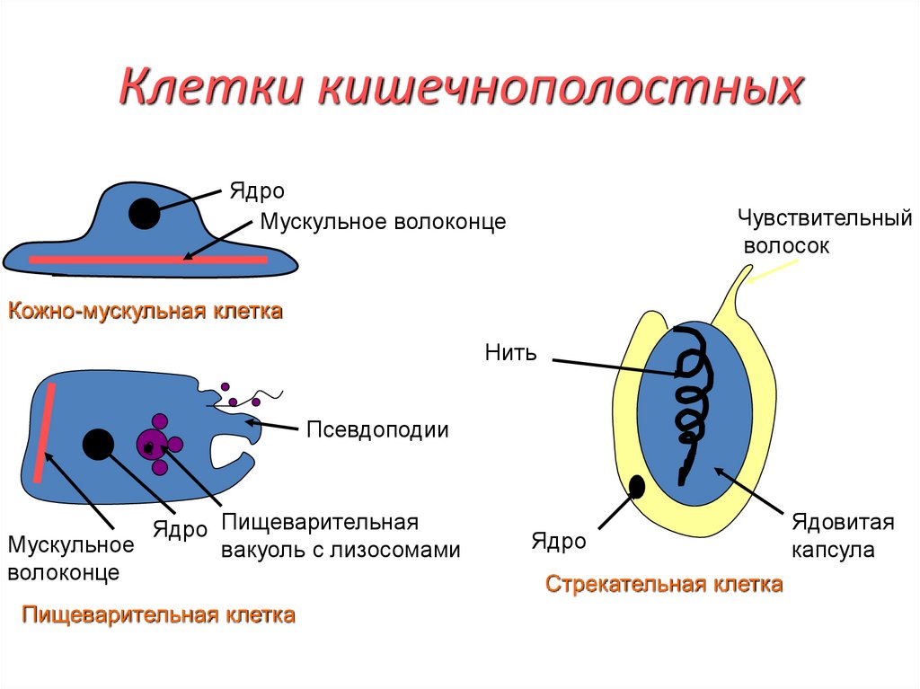 Клетки кишечнополостных