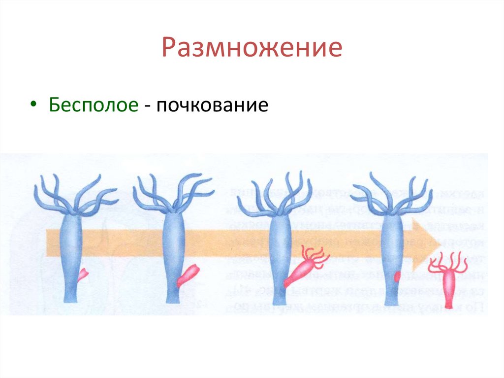 Размножение