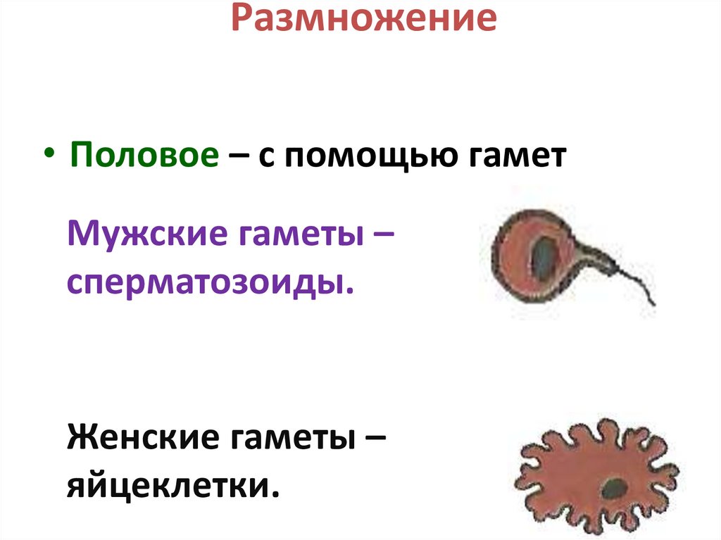 Размножение