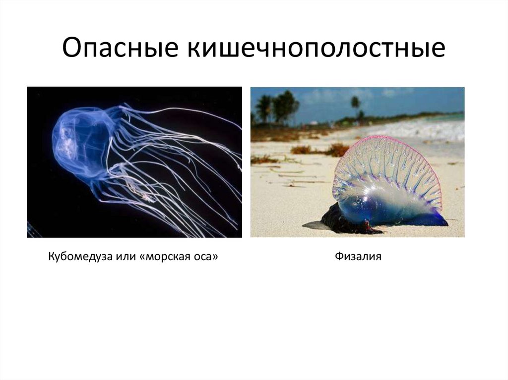 Опасные кишечнополостные