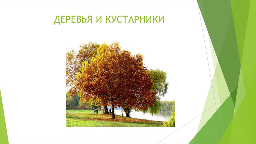 ДЕРЕВЬЯ И КУСТАРНИКИ