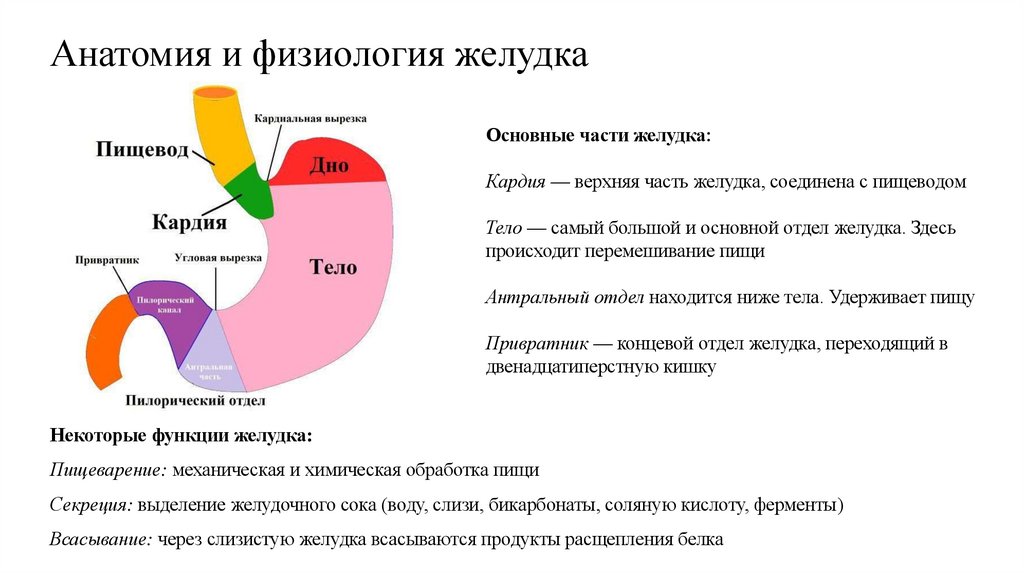 Анатомия и физиология желудка