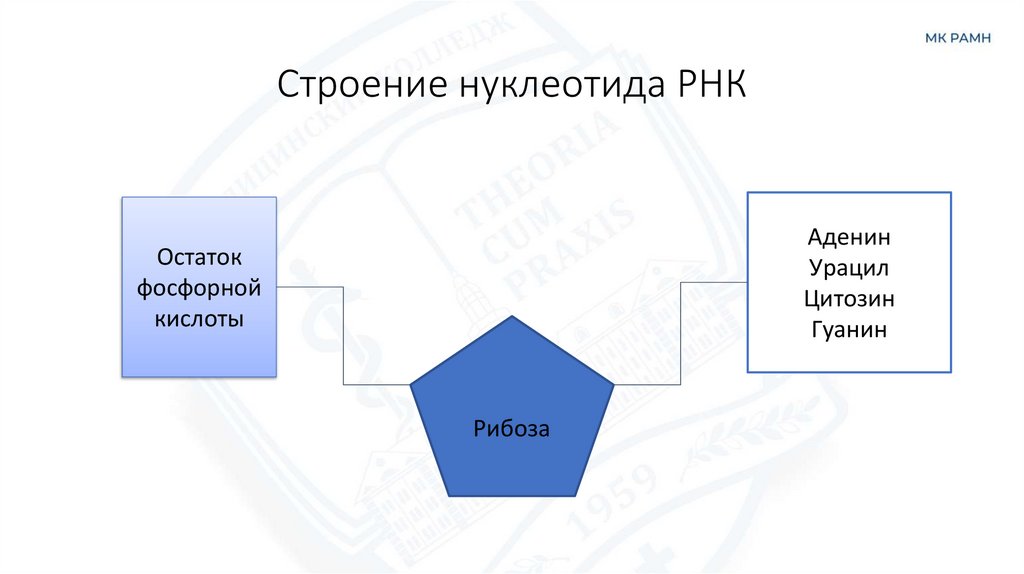 Строение нуклеотида РНК