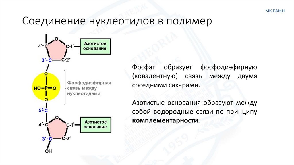 Соединение нуклеотидов в полимер