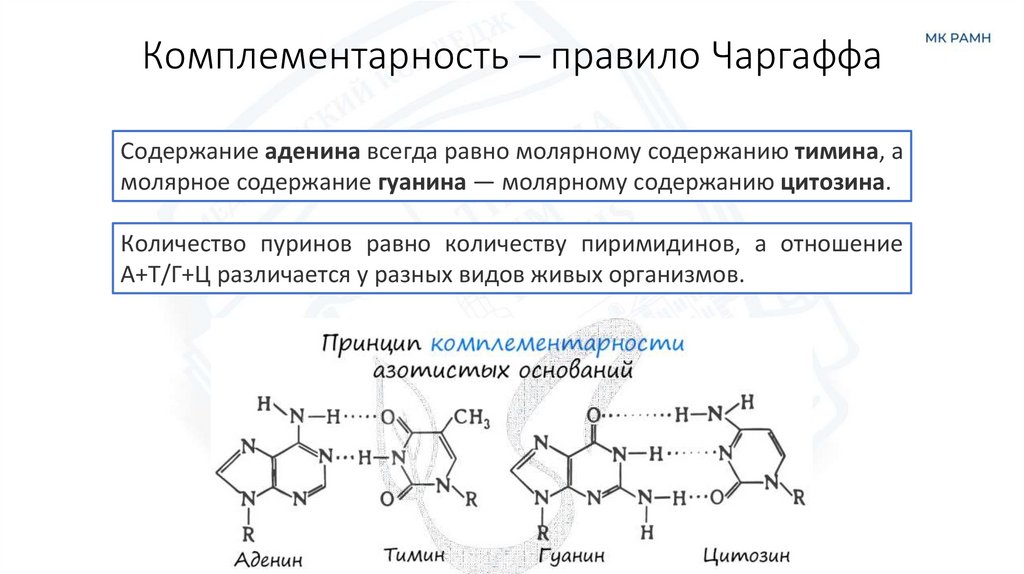Комплементарность – правило Чаргаффа